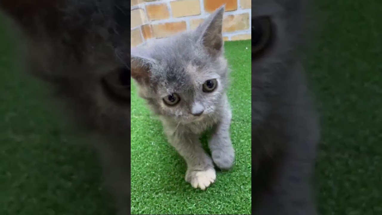♡新しいねこちゃん紹介♡ #セルカークレックス   #cat