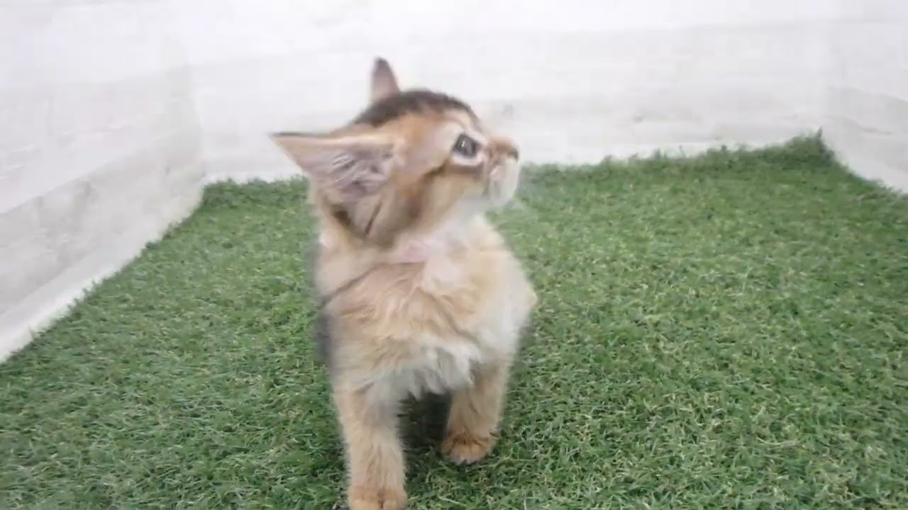 Coo&RIKU　No00701779 ソマリ