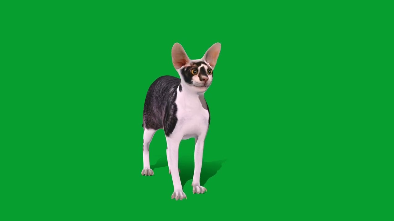 Cornish Rex Cat