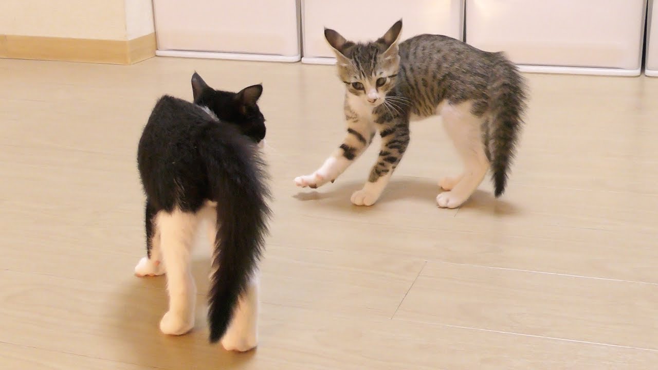 ブレイキングダウンに影響された子猫達