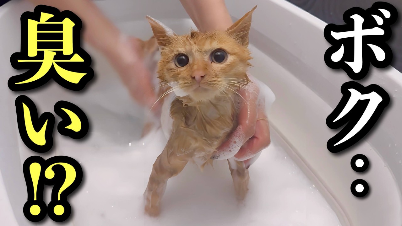 保護した子猫が臭すぎる！元トリマーが子猫をシャンプーしたらフワモコになりました