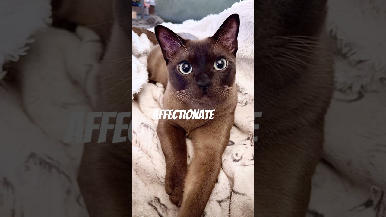 The 5 Laziest Cat Breeds #cat #facts