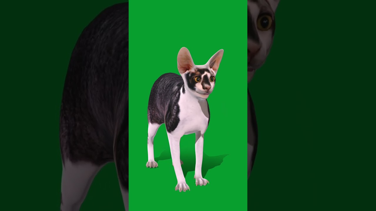 Cornish Rex Cat 3D #cat #animals #cornishrex #game #nyilonelycompany #catbreed #corny