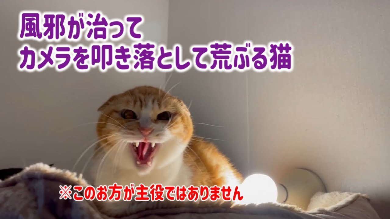 【なじゅDAY】ちびっ子ギャング被害者の会と荒ぶる猫