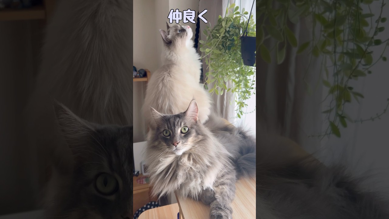 キャットタワーの上での大型猫たち #shorts #ノルウェージャンフォレストキャット #サイベリアン #cat
