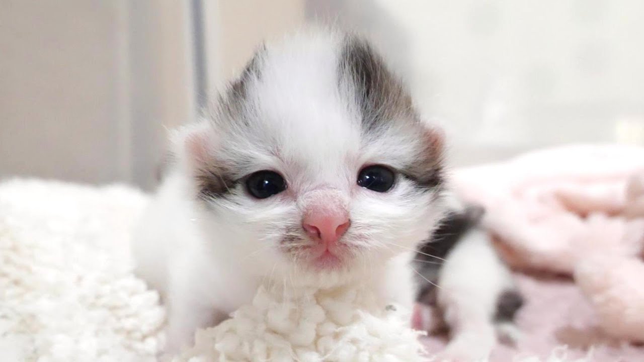 豆大福の妖精みたいな子猫３兄弟が我が家にやって来ました【赤ちゃん猫　保護猫】