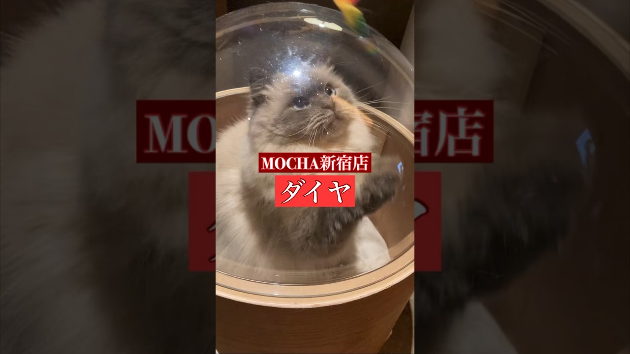 🐱ダイヤ🐱　猫カフェMOCHA新宿店　(ヒマラヤン♂)　2024/7/10 撮影分　　#日替わり猫カフェにゃんこ