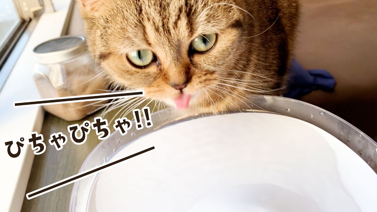 ぴちゃぴちゃ音が可愛い！猫ちゃんの給水タイム！ #459【生後1年と168日目 スコティッシュフォールド】
