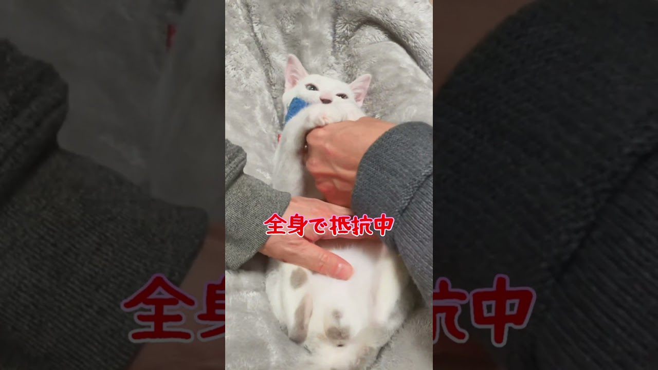 飼い主にからかわれても精一杯生きようとする赤ちゃん猫