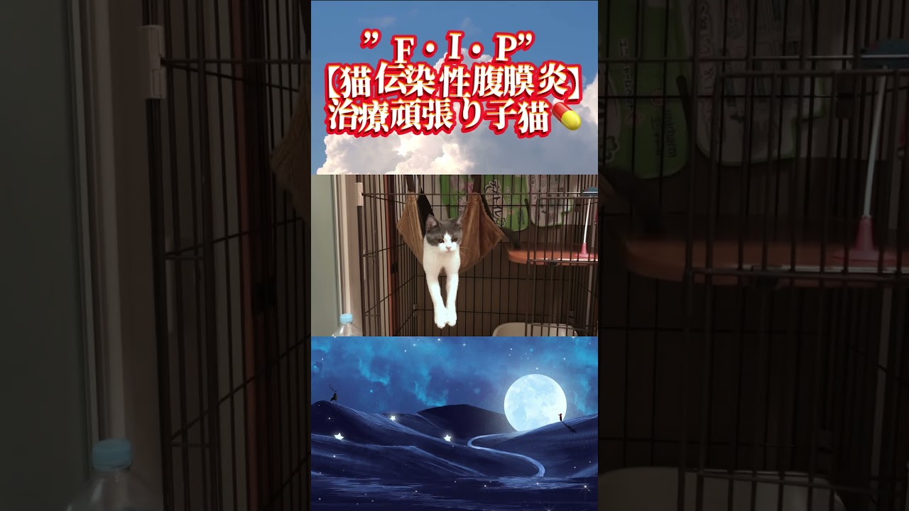 【FIP・猫伝染性腹膜炎】だら〜んからの大あくび子猫ちゃん〜笑【#fip#猫伝染性腹膜炎#腹水#黄疸#食欲不振#臓器圧迫#mutian#未認可薬#子猫#生後３ヶ月#catshorts#残り２６日】
