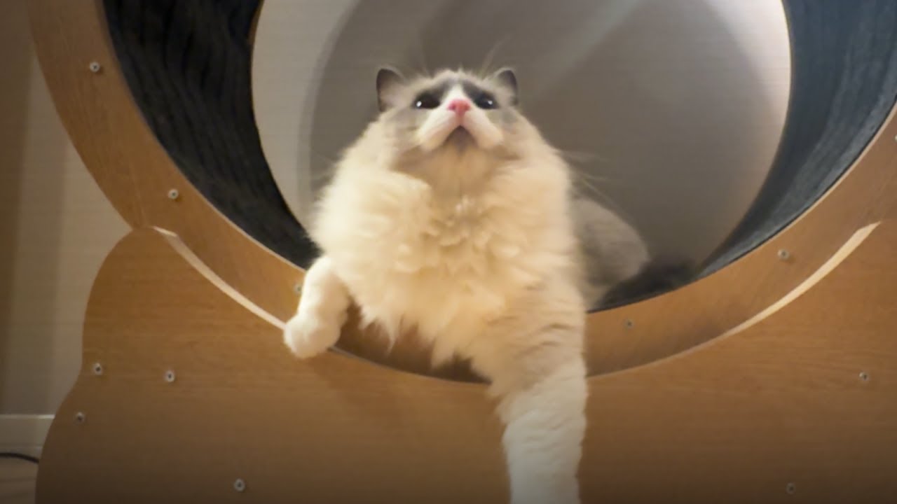 キャットホイールで遊ぶようになったラグドール