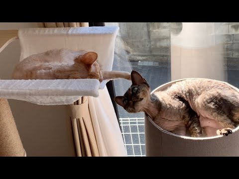 デボンレックス兄弟が新しいハンモックのところで戯れあっています(Devon Rex brothers playing with each other at the new hammock)