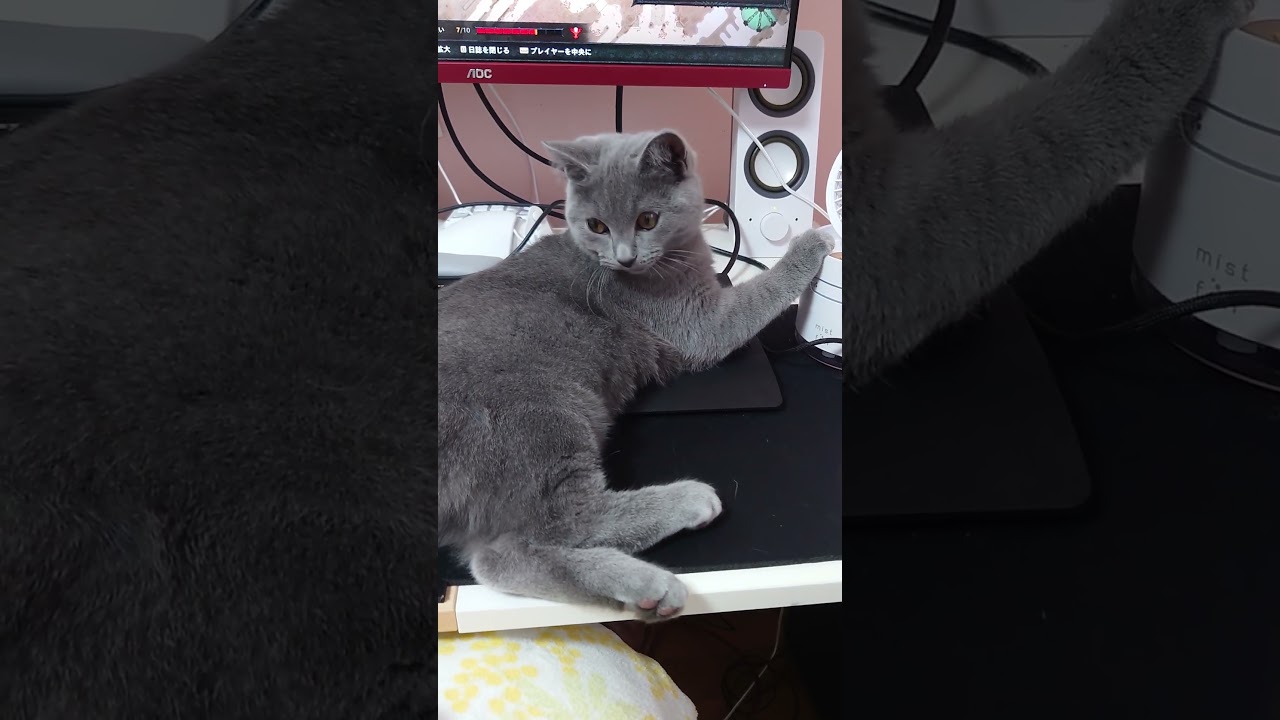 【猫動画】作業を妨害するネコ #shorts #猫 #ネコ #シャルトリュー  #cat  #ねこ #子猫