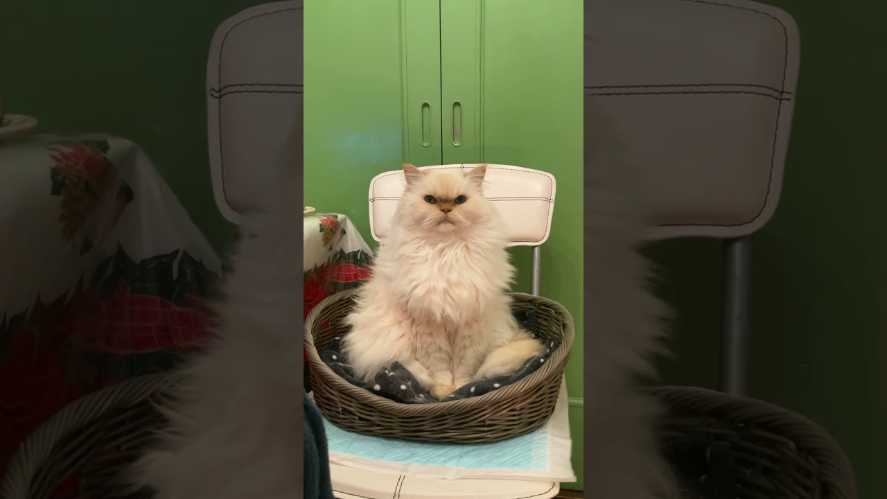 ♥チーノの日常「😺僕は退屈です…」（ホワイトヒマラヤン13歳）#shorts　#cat　#pets　癒し