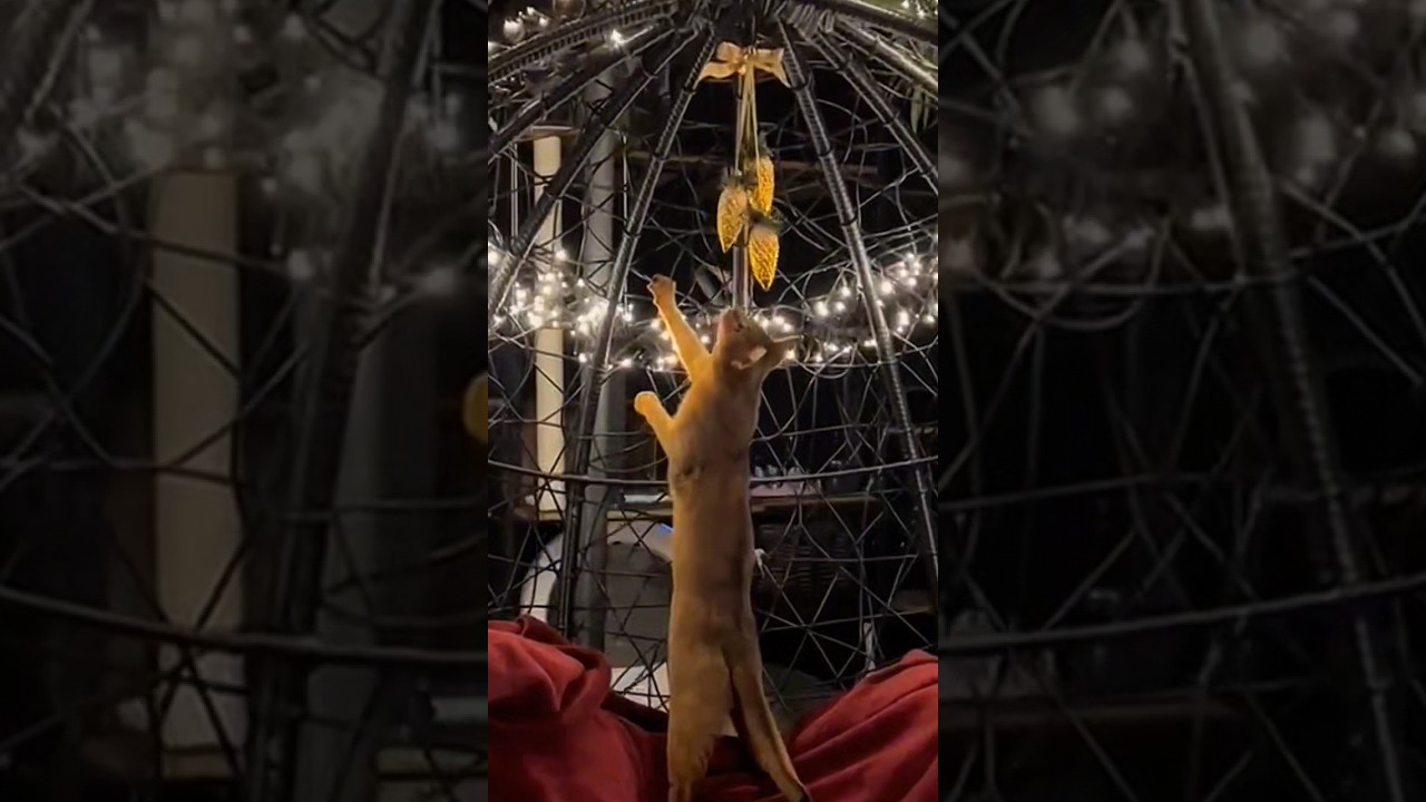 Новогоднее настроение 🎄 #абиссинскаякошка #abyssinian #shorts #абиссинскиекотята #питомниккошек