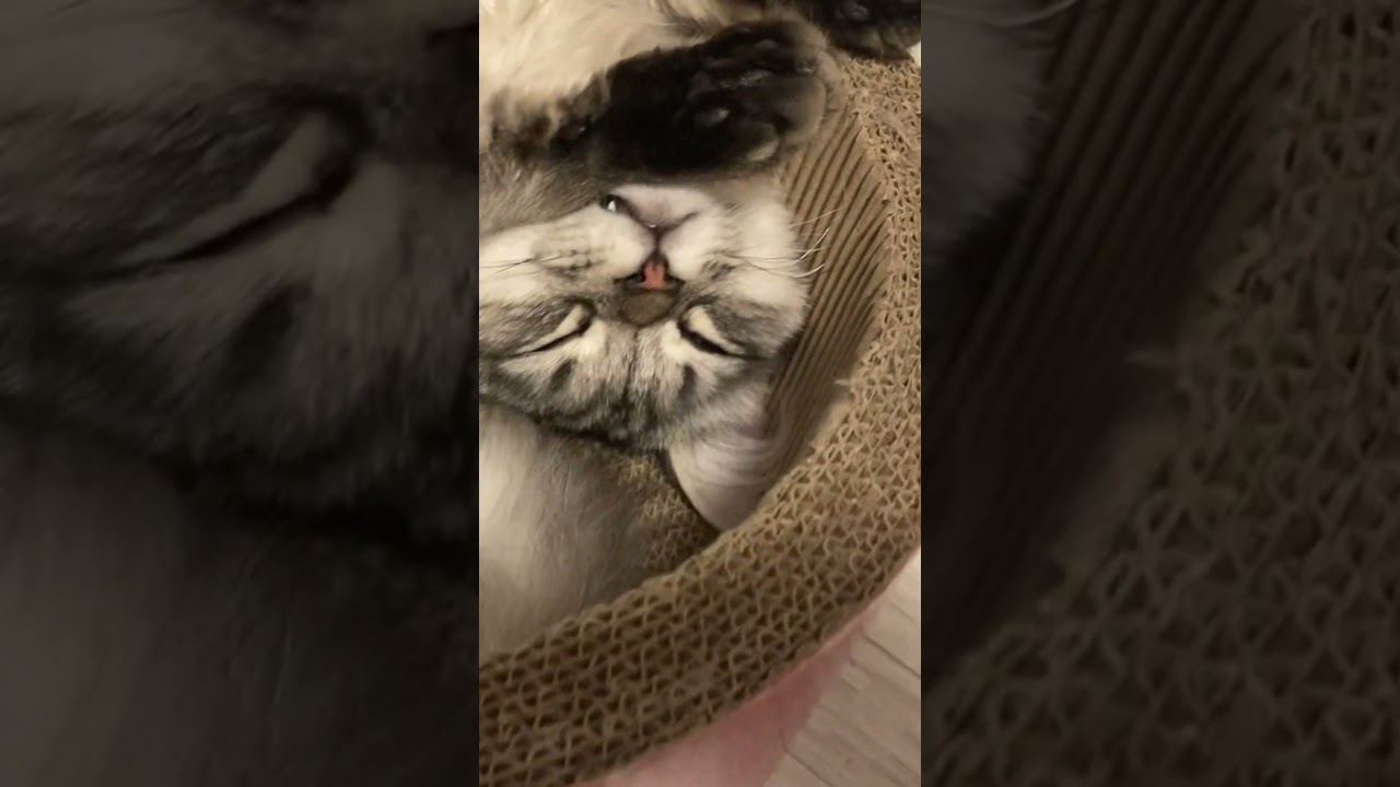 寝相悪いね、でもかわいい #cat #ラガマフィン #猫 #癒し #子猫