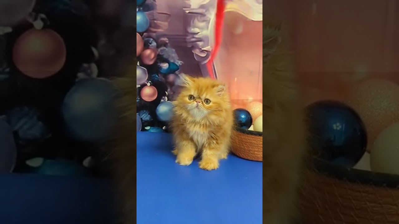 Vermouth is a Persian Handsome Kitten