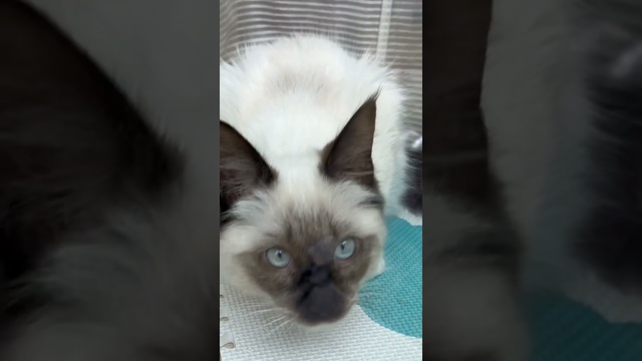 窓の外からこんにちは #cat #ねこ #ラグドール #ねこのいる生活