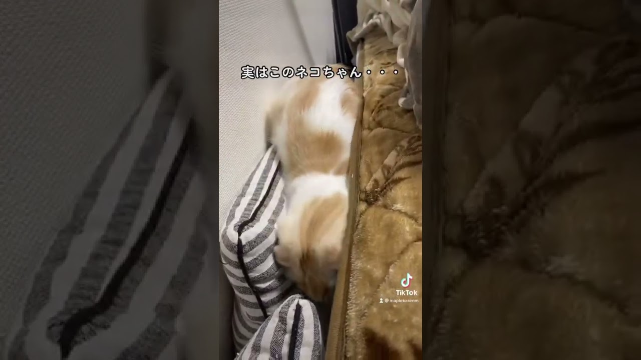 スコティッシュフォールドのルルくんがこのあと・・・