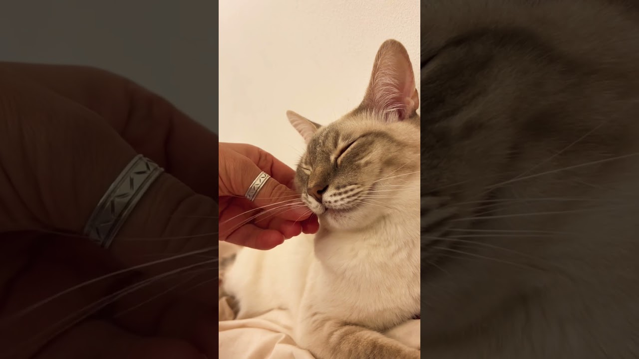 Замурчал малыш #андрелла #cat #andrella #catlover #marcelandarchie #kitten #funny #cute #pets