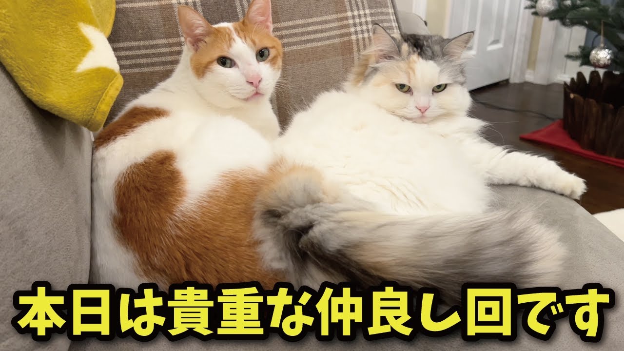 【超貴重】ベッタリくっついて一緒に寝る猫たちが尊すぎた【関西弁でしゃべる猫】【猫アテレコ】