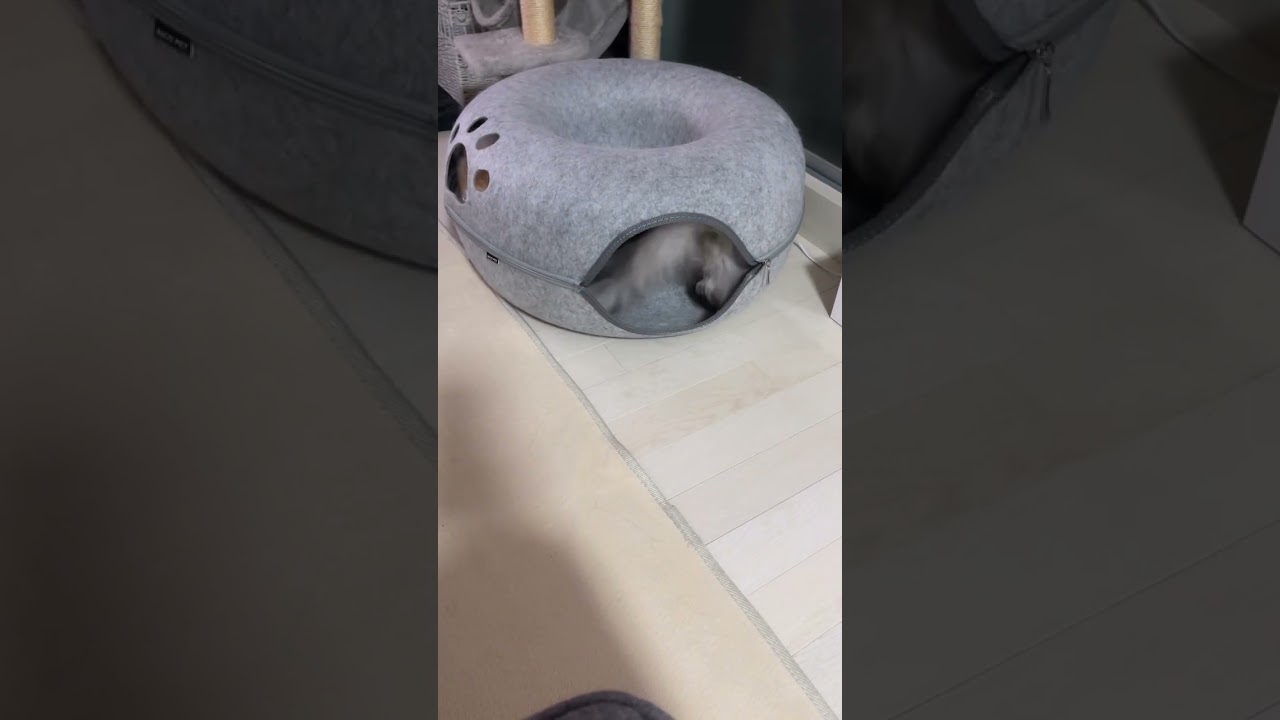 【猫の日常】僕も入りたいニャ！2 #猫#マンチカン#cat#猫好き#猫好きさんと繋がりたい