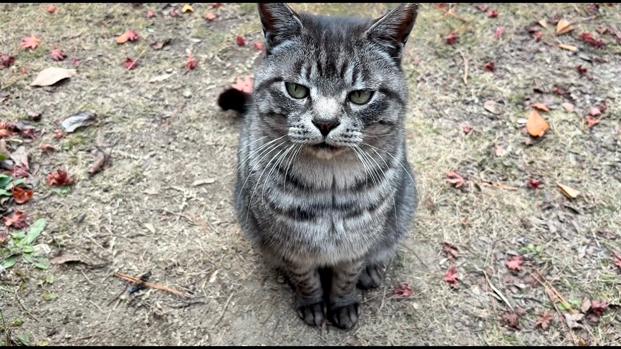 甘える三毛猫ちゃん見て出て来たサバトラ猫ちゃん挨拶が超かわいい