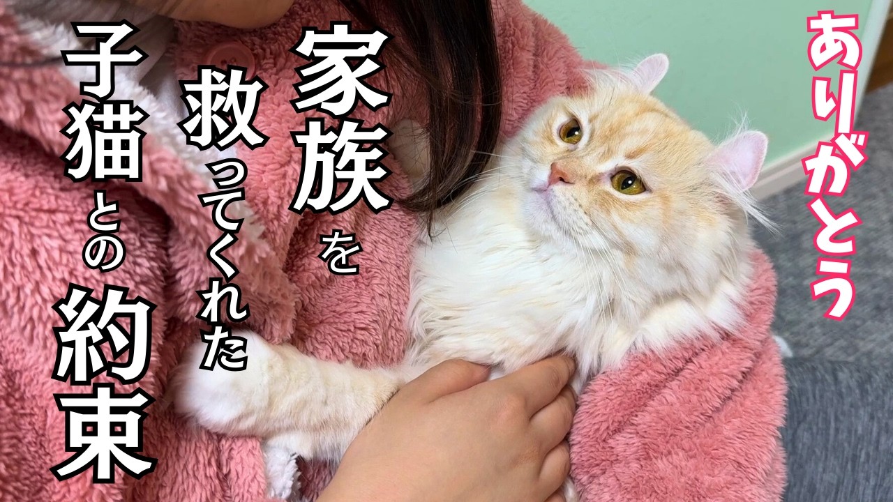 人生のどん底から救ってくれた子猫との出会いと約束をずっと忘れない…。