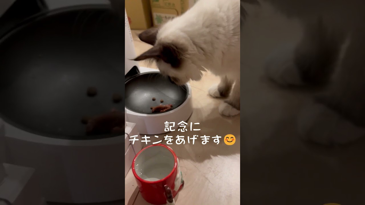 Azulの６ヶ月記念！ #cat #ねこ #ラグドール #ねこのいる生活