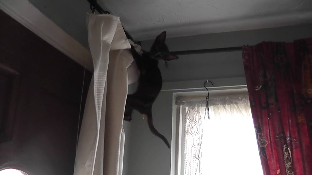 Havana brown Siamese kitten using me as a climbing frame