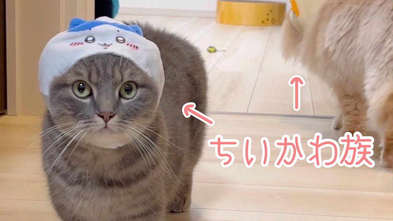 我が家の猫が視聴者さんからプレゼントをもらったのでママさんにサプライズを仕掛けてみたら...
