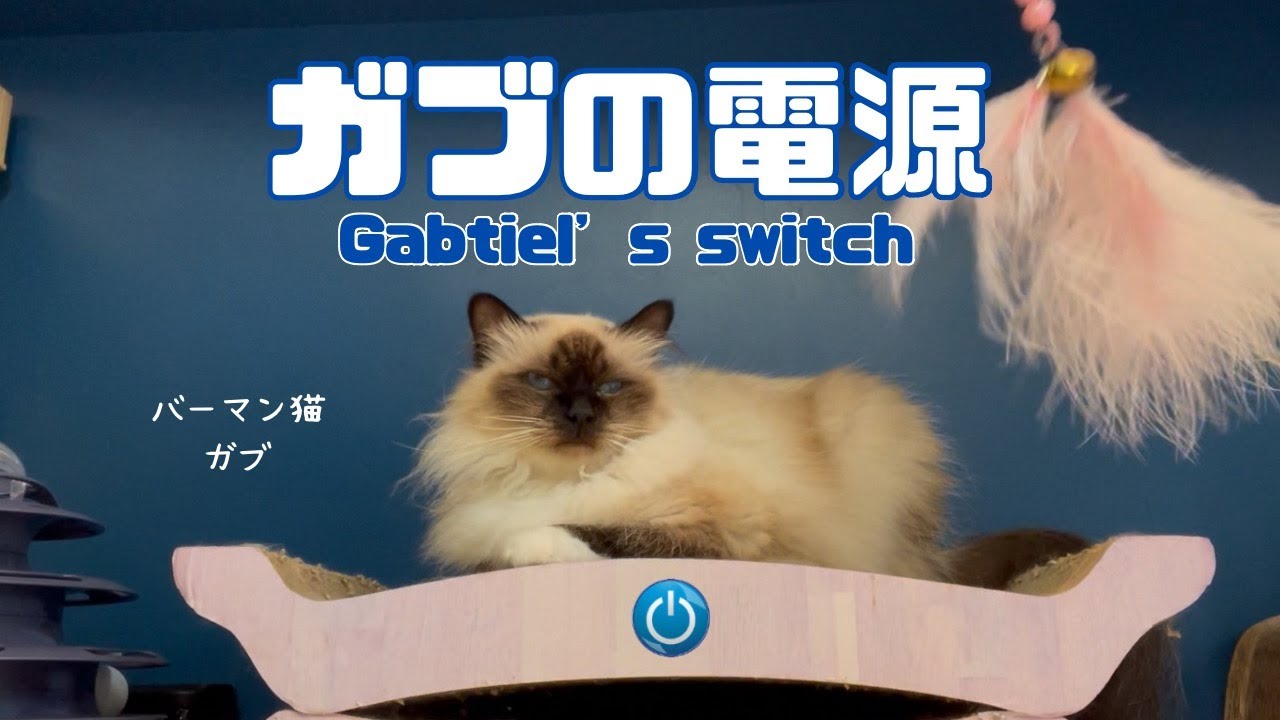 バーマン猫ガブとラフ【ガブの電源】Gabriel's switch（バーマン猫）Birman/Cat
