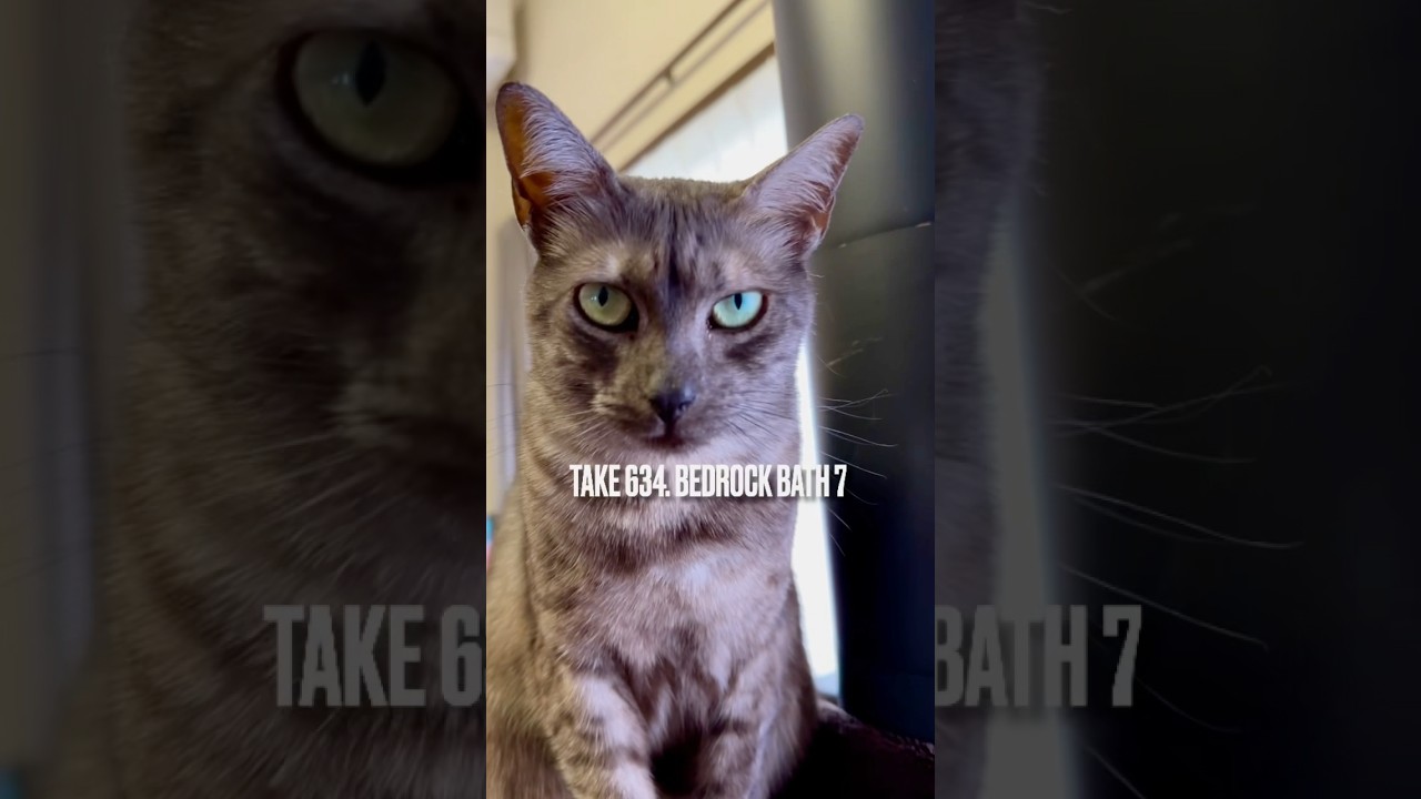 #薪ストーブ の炎が消えて少し経つと お楽しみは #岩盤浴 にゃ❗️天然石のぬくもり たまらないにゃ‼️#egyptianmaucat #エジプシャンマウの仲間たち #青森県の冬 #shorts