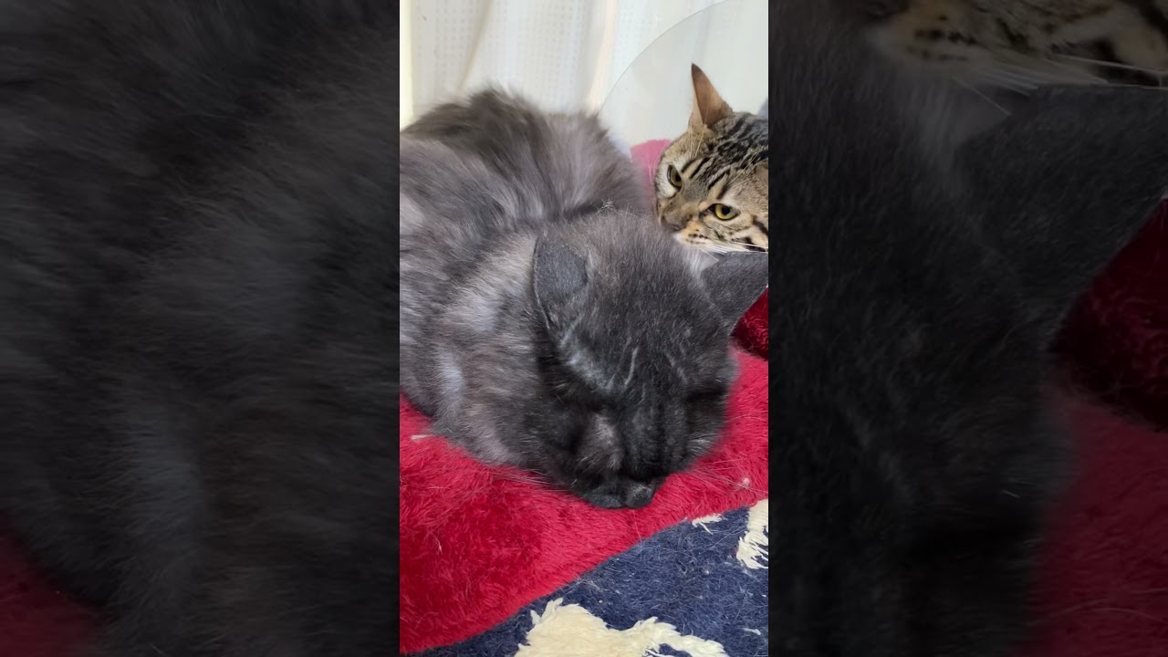 マンチカンロング　の　日常　4-20 すずの巻🤣♪