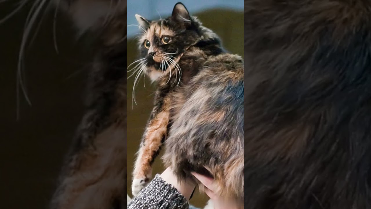 CHAT CYMRIQUE  #shorts  #chaton #chatonsdrôles #amoureuxdeschats #chat