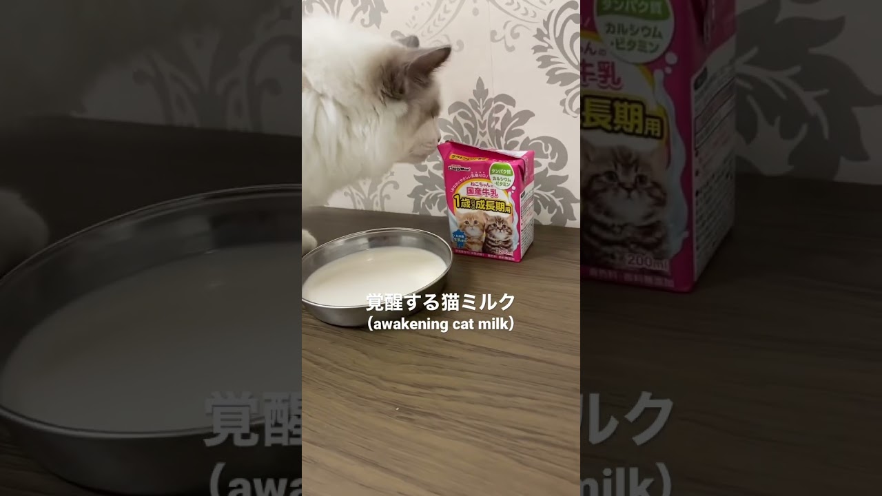 覚醒する猫ミルク Amazonで購入した🤔(Awakening Cat Milk Purchased at Amazon) #猫 #子猫 #shorts