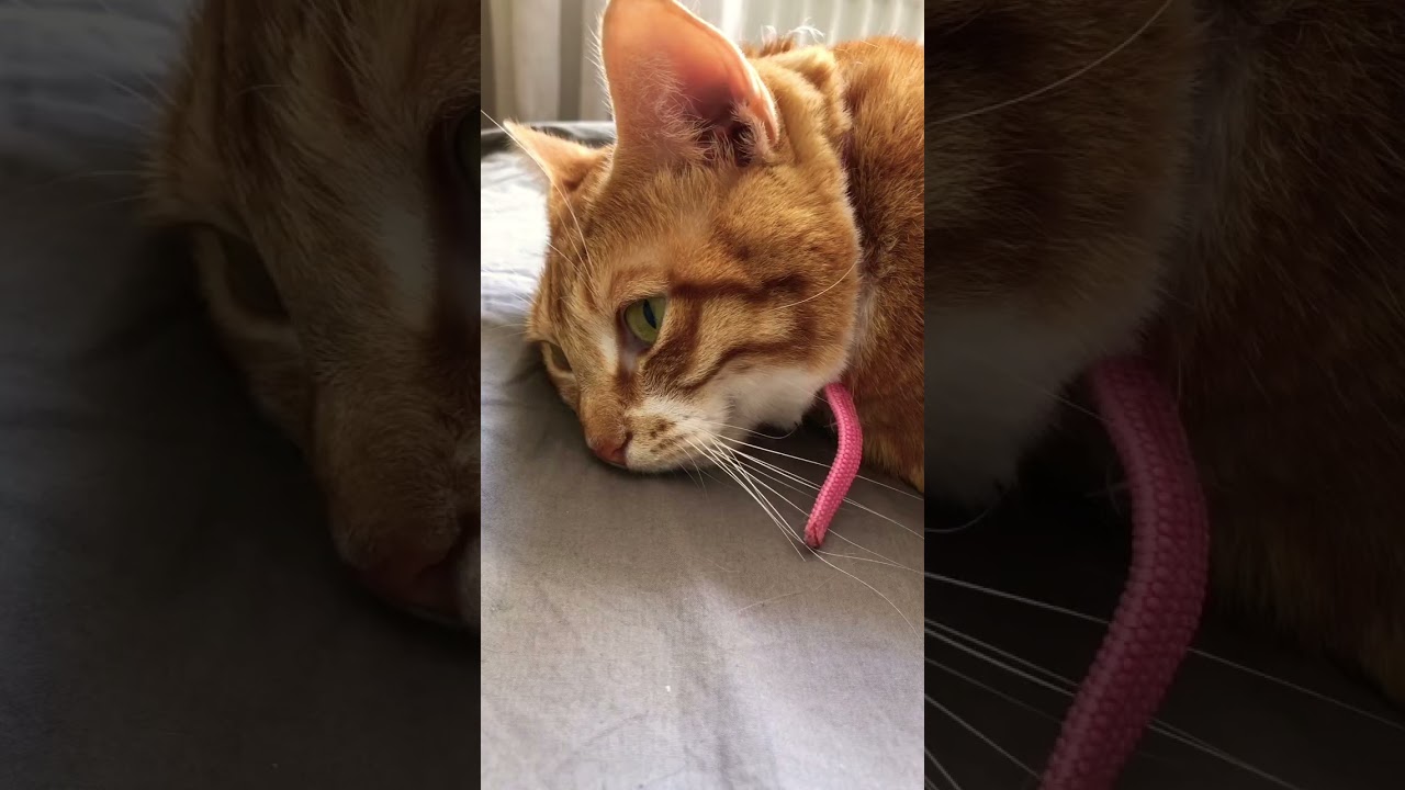 Better to take another nap after exhaustive grooming#shortsfeed #cat #pets #shortsviral #shortsvideo