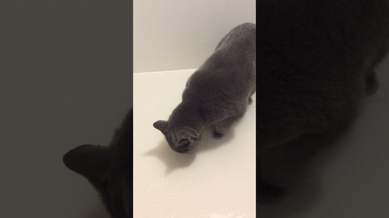 人間の出汁がうまい猫… #shorts #シャルトリュー