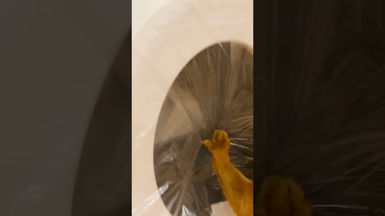 全自動ネコトイレ取りだし直後#猫#こころ#アビシニアン#レッド#give#cat#abyssinian#red
