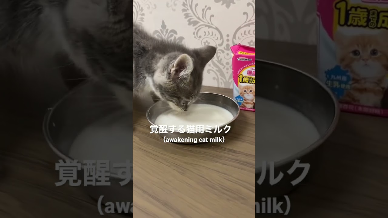 覚醒する猫用ミルク Amazonで購入した😅(Awakening Cat Milk Purchased at Amazon) #猫 #子猫 #マンチカン