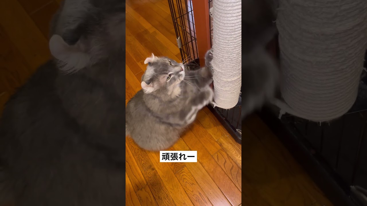 猫動画 #shorts アメリカンカール頑張る