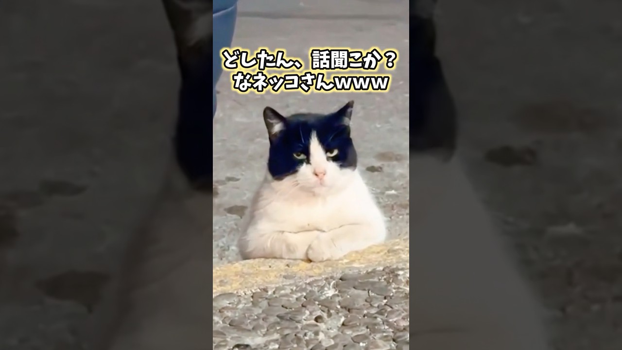 猫の動画見てニヤけたら負けwww #猫 #猫のいる暮らし #猫動画 #ねこ #可愛い #かわいい #2ch動物スレ
