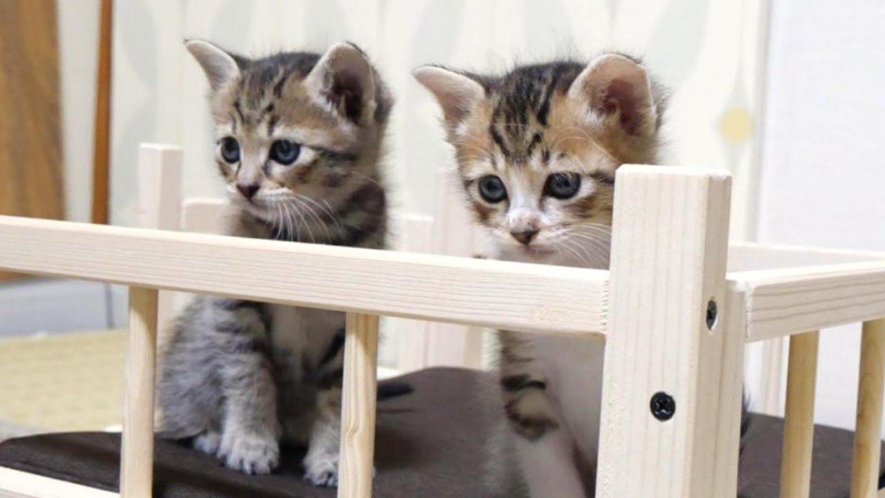 卒業前日も子猫達は元気いっぱいにはしゃいでいました【赤ちゃん猫　保護猫】