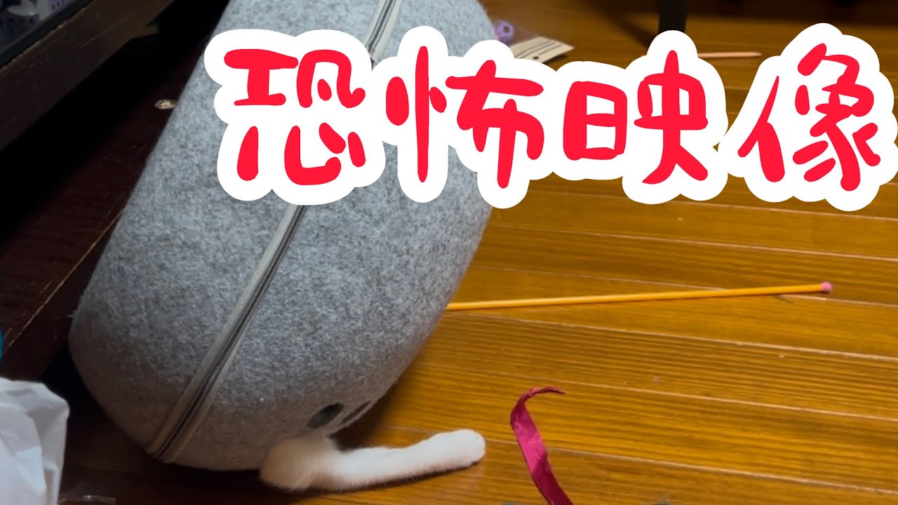 【恐怖映像】猫の家がガタガタ動き暴れ始める。＃ねこ＃ミルねーさん＃保護猫