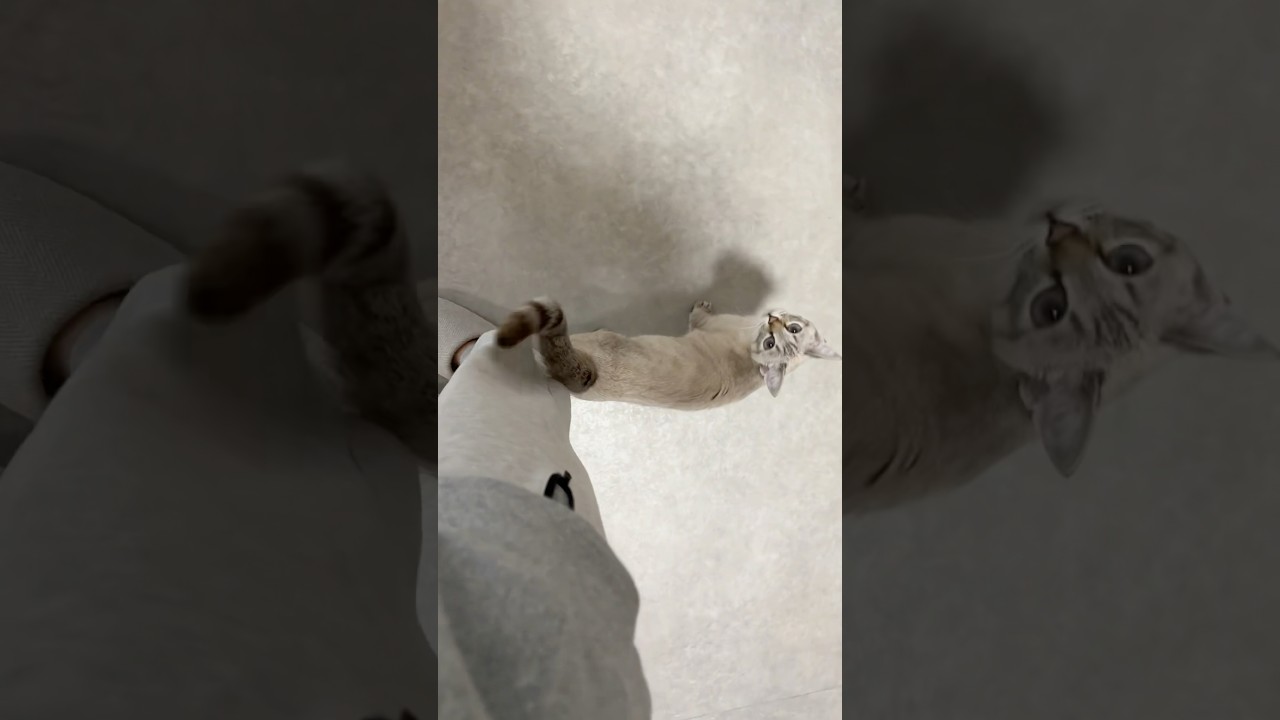 撫でろ圧　#元保護猫　#シャムトラ　#シャムミックス　#cat #猫耳 #kitten #シャムmix  #子猫 #猫耳