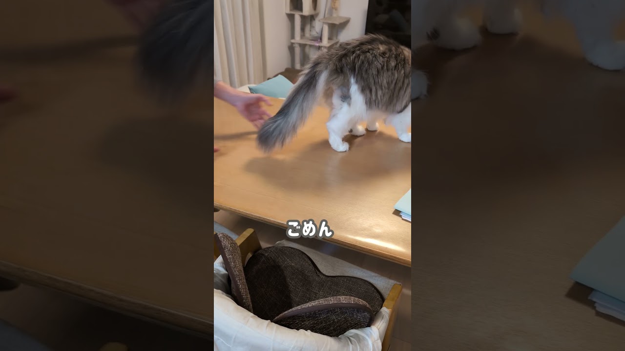 猫が察してくれました【ノルウェージャンフォレストキャット】＃Shorts
