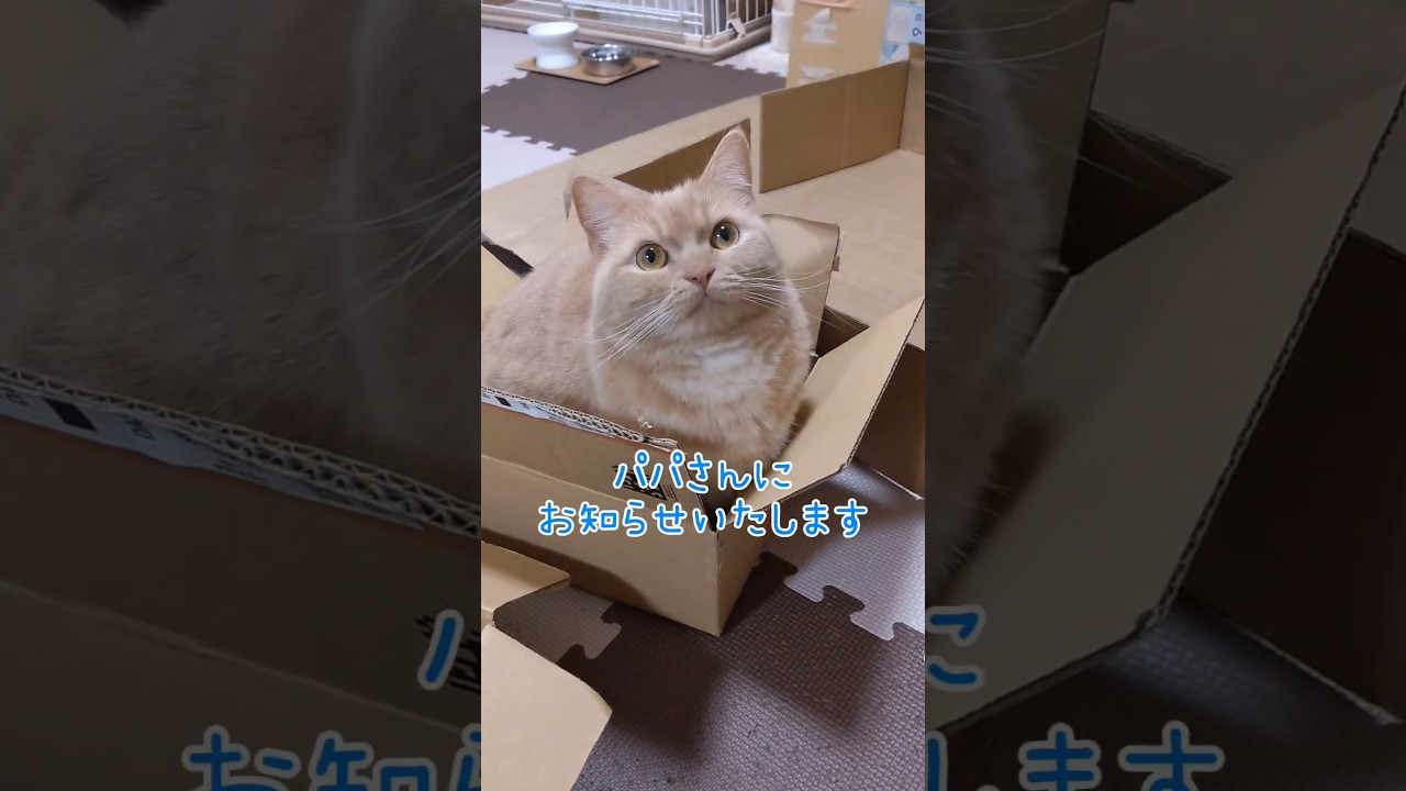 【お知らせがあるマンチカン】 #shorts #猫 #ねこ #cat