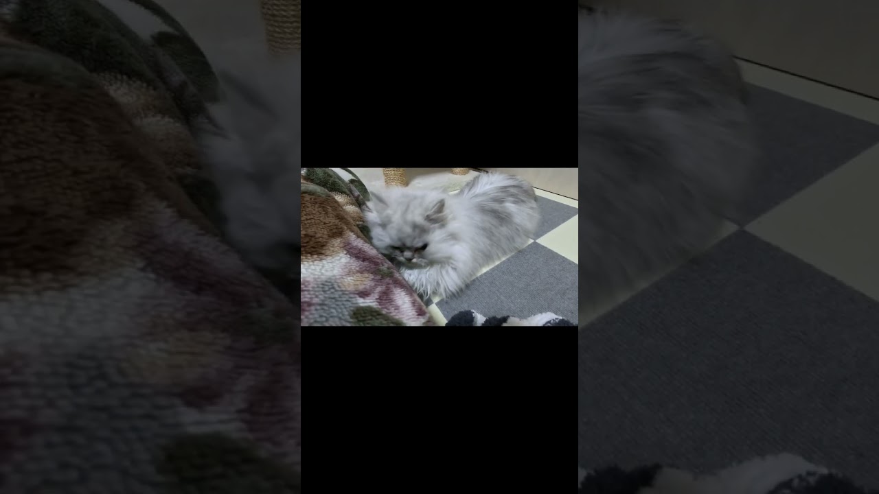 【ペルシャ猫】見えない何かで遊ぶもちおが可愛すぎた！short version #猫 #猫のいる暮らし #ペルシャ猫 #shorts