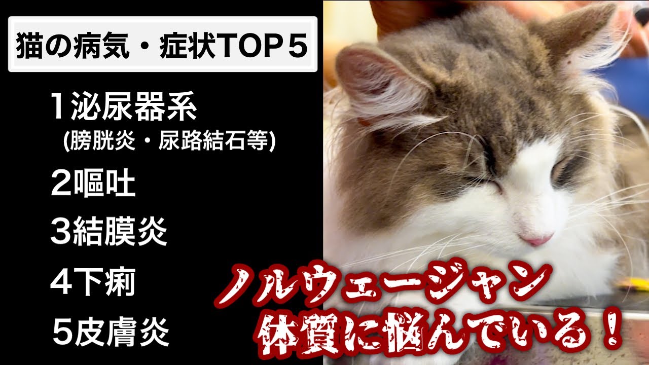 【猫の病気】ノルウェージャンフォレストキャットの体質で悩んでいる事があります