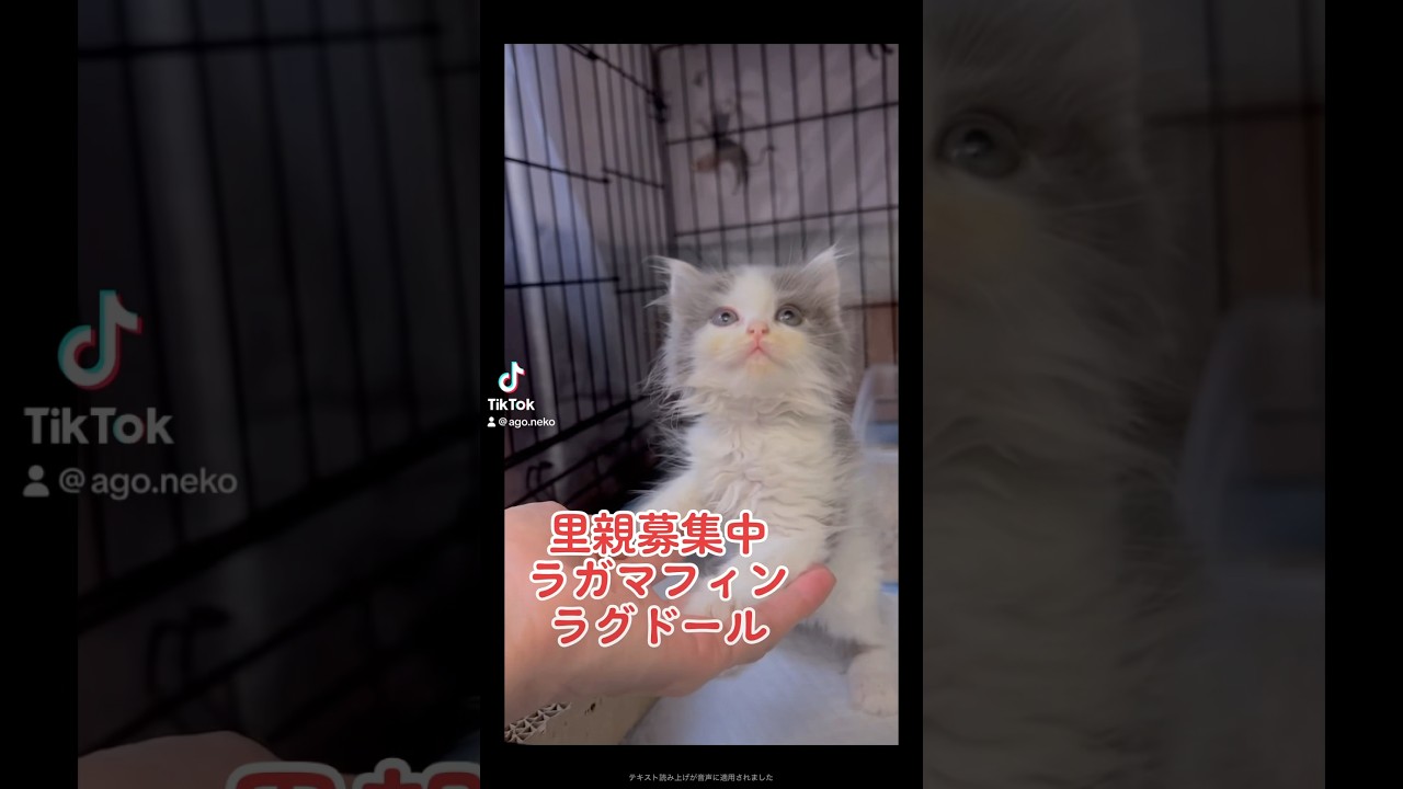 #里親募集中子猫アゴはネコ #ラガマフィン子猫 #ラグドール子猫 #子猫 #里親募集中